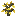Golden Oak Sapling