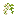 Acacia Blossom