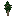 Cypress Sapling
