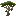 Araucaria Sapling