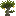 Baobab Sapling