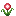 Begonia
