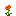 California Poppy