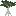 Cypress Sapling
