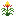Guzmania