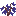 Indigo Jacaranda Sapling