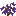 Jacaranda Sapling