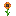 Orange Daisy