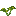 Palo Verde Sapling