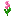 Mystical Pink Flower