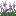 Allium Flower Bush