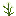 Angelica