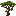 Araucaria Sapling