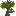 Baobab Sapling