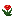 Begonia