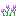 Crocus