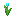 Cyan Tulip