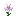 Daffodil