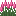 Magenta Amaranth