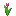 Magenta Tulip