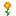 Orange Daisy