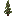 Pine Sapling