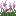 Pink Allium Flower Bush