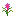 Protea Flower