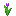 Purple Tulip