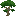 Rainbow Eucalyptus Sapling
