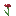 Red Cornflower