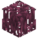 Crimson Mangrove Roots