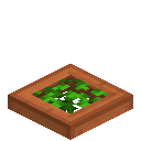 Leafy Acacia Trapdoor