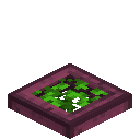 Leafy Crimson Trapdoor