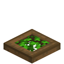 Leafy Spruce Trapdoor