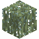 Lush Mangrove Roots