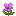 Azalea Flower
