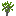 Cinnamon Sapling