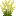 Wild Barley