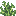 Wild Lettuce