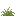 Sandy Shrub