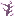 Large Chorus Stalk