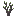 Pine Sapling