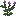 Belladonna Plant