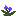 Mandrake Plant