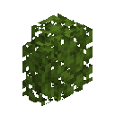 Acacia Hedge