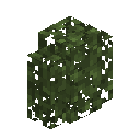 Birch Hedge
