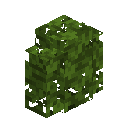 Dark Oak Hedge