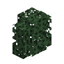 Spruce Hedge