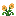 Alpine Poppy